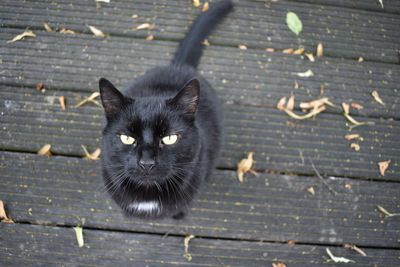 Portrait of black cat on wood