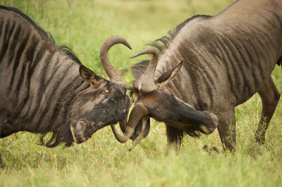 Wildbeest migration betwen serengeti and maasai mara national park