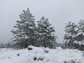 Trees on snow covered field against sky