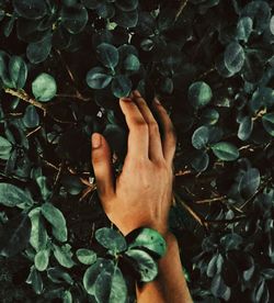 Close-up of hand against plants