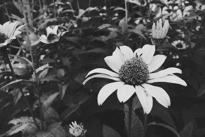 Close-up of white flowering plants