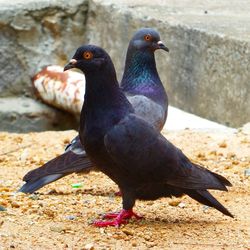 Close-up of black bird