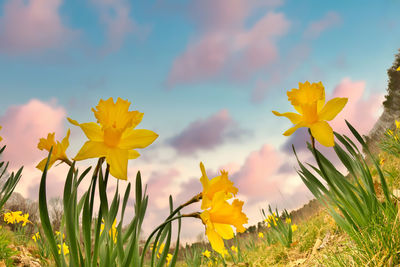 Dramatic ground level fisheye perspective of yellow trumpet daffodils growing in a field