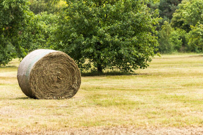 Hay bales on field