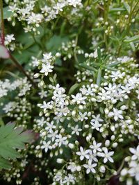 Close-up of white flowering plant in park