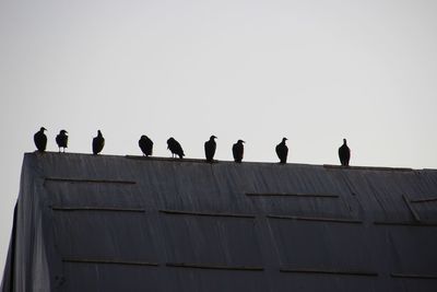 Low angle view of silhouette birds perching against clear sky