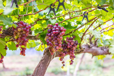 Close-up of grapes growing on tree