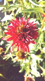 Close-up of red flower