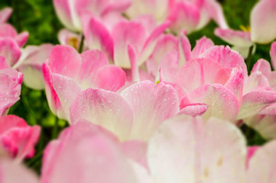 Close-up of pink flowers