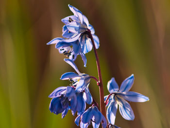 Close-up of purple flowering plant