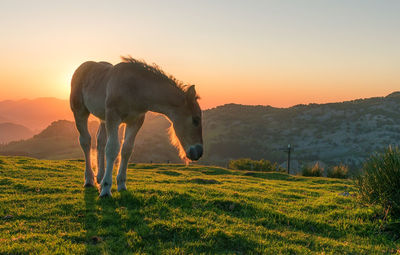 Horse grazing in field during sunset