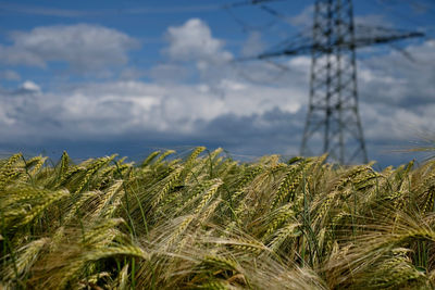 Plants growing on field against sky