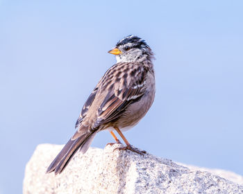 Close up of a white-crowned sparrow perched on a rock against a clear sky.