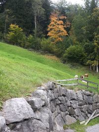 Scenic view of trees on land