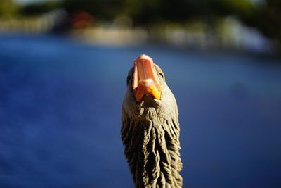 Close-up of birds