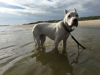 Portrait of white american staffordshire terrier in sea