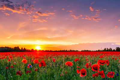 Yellow flowering plants on field against sky during sunset