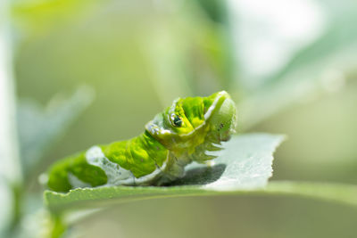 Close-up of caterpillar on leaf