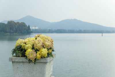Close-up of flowers growing by sea against sky