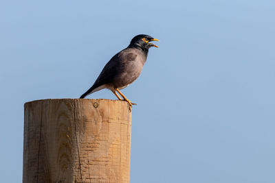 Bird perching on wooden post against clear sky