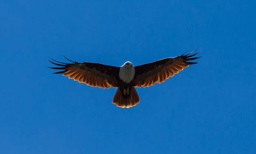 Low angle view of eagle flying against clear blue sky