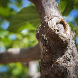 Close-up of tree trunk