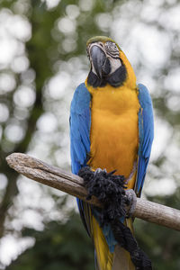 Close-up of a bird perching on branch