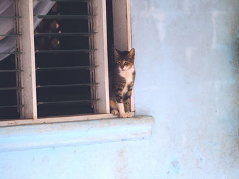 Cat looking through window of building