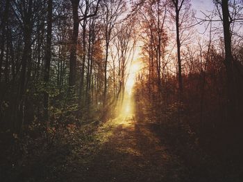 Sun shining through trees