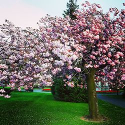 Pink flowers blooming in park