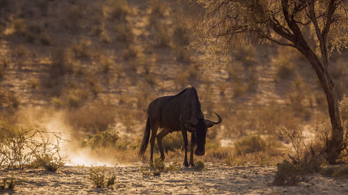 Blue wildebeest grazing in forest