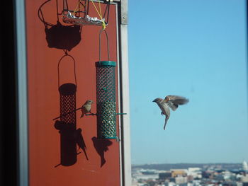 Birds by bird feeder hanging against sky