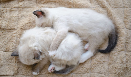 High angle view of a dog sleeping