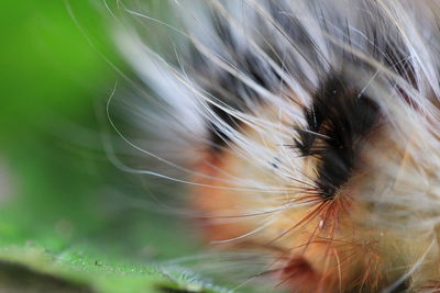 Close-up of spider