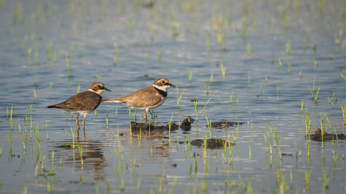 Birds swimming in lake