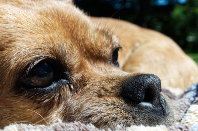 Close-up of dog looking away