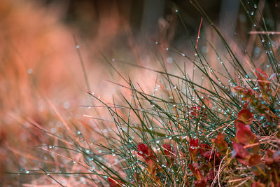 Close-up of grass