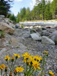 Close-up of yellow flowering plants on rocks