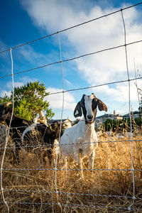 Cow standing in field against sky