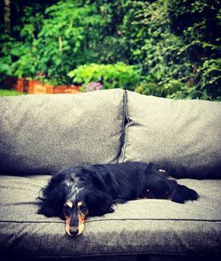 Portrait of dog resting outdoors