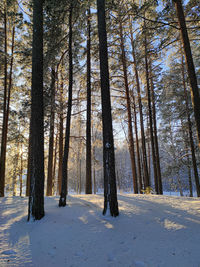 Trees in forest