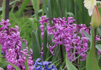 Close-up of pink flowering plants