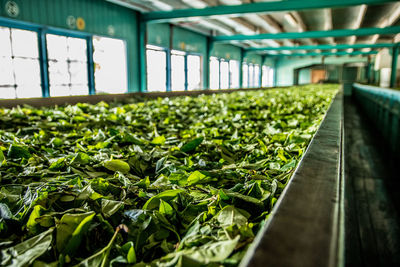 Close-up of plants in greenhouse