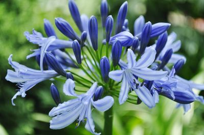 Close-up of purple flowers