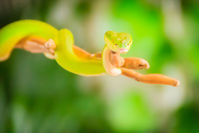 Close-up of flowering plant