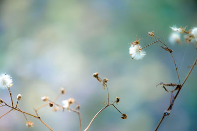 Close-up of white flowers on plant