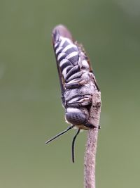 Close-up of butterfly