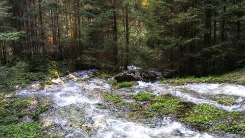 Stream flowing through rocks in forest