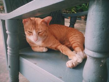 Close-up of ginger cat sleeping on chair