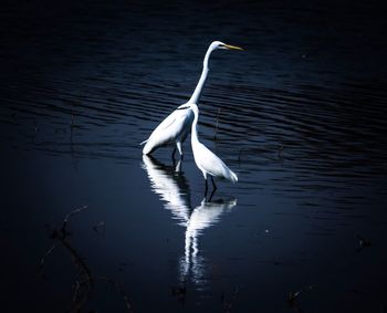 Bird on a lake